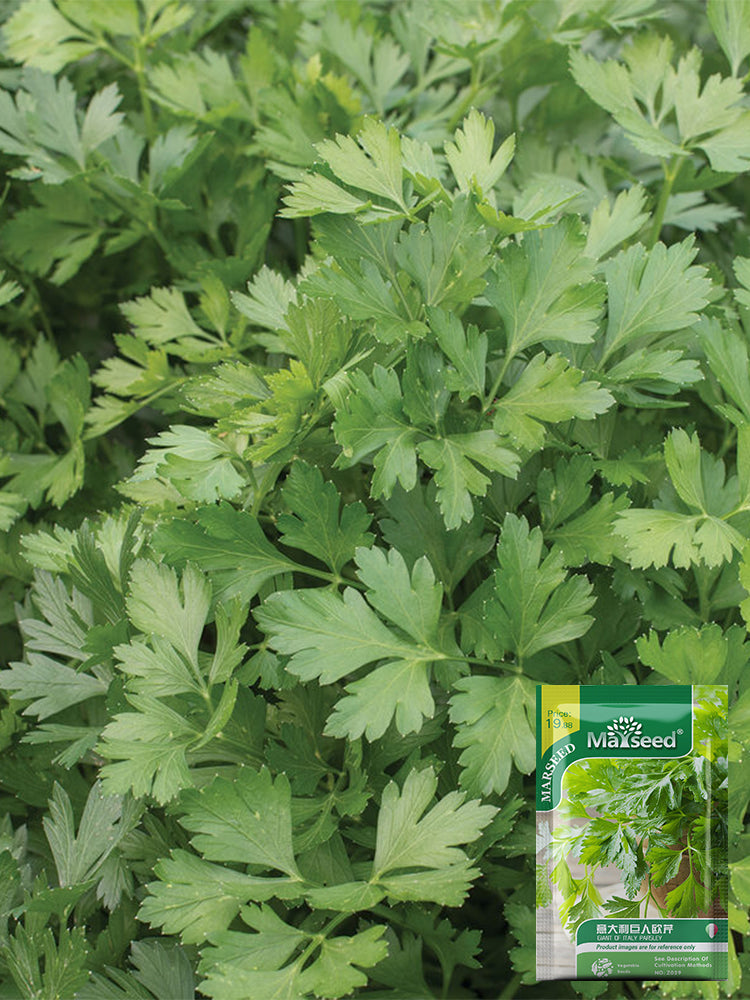 Italian Giant Parsley