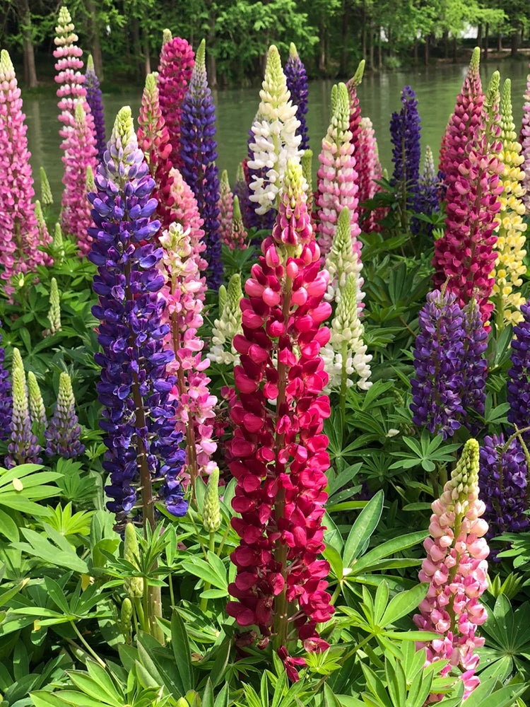 Mixed Color Lupin