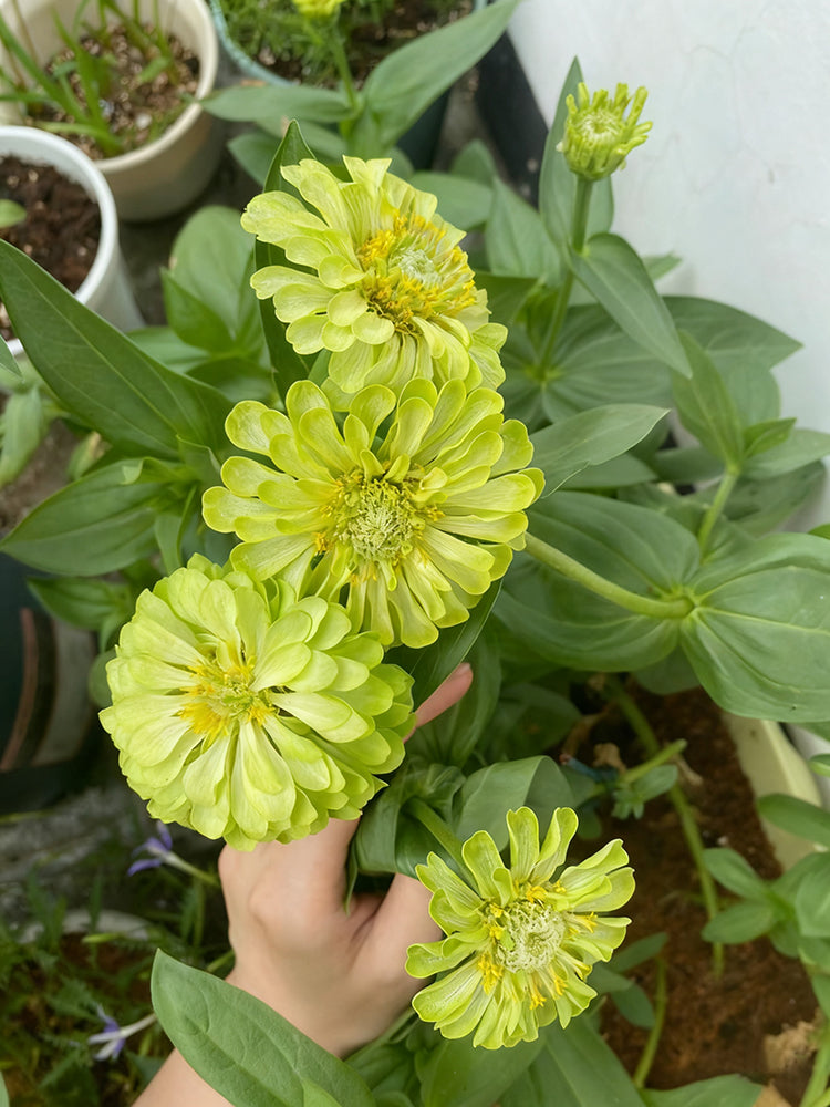 Green Envy Zinnia
