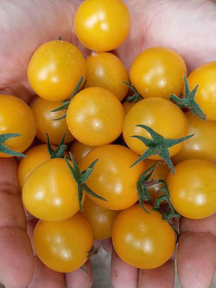 ‘Yellow Millennium’ Cherry Tomatoes