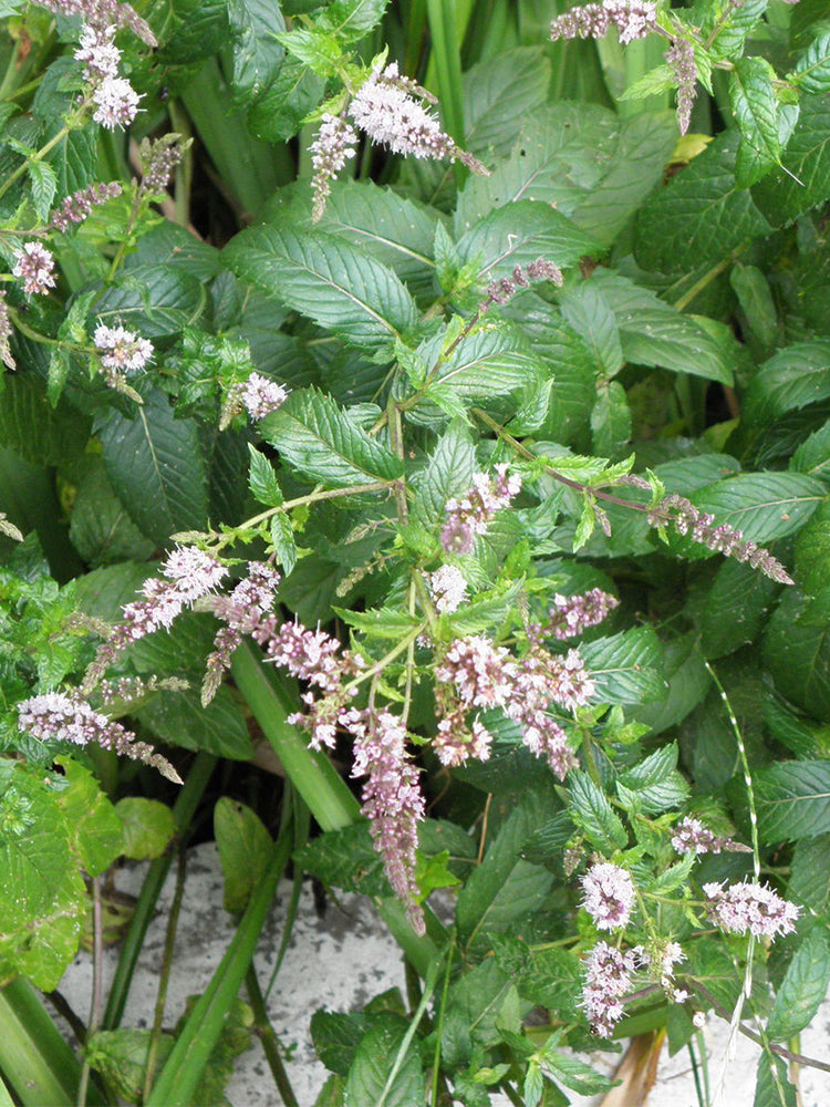 Spearmint Mint