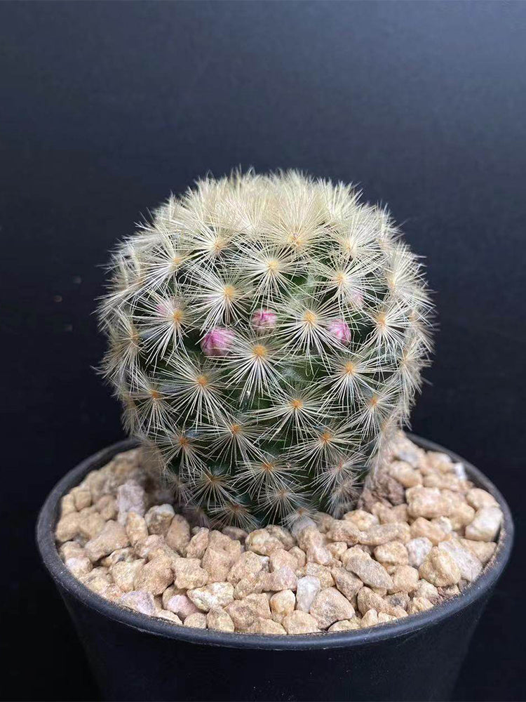 Mammillaria carmenae
