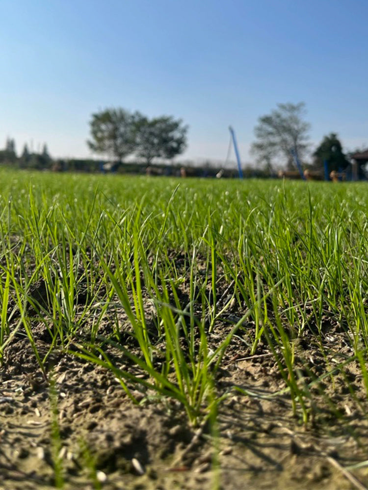 Turf-Type Tall Fescue