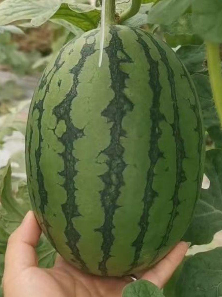 'Super Sweet 2K' Watermelon Seeds