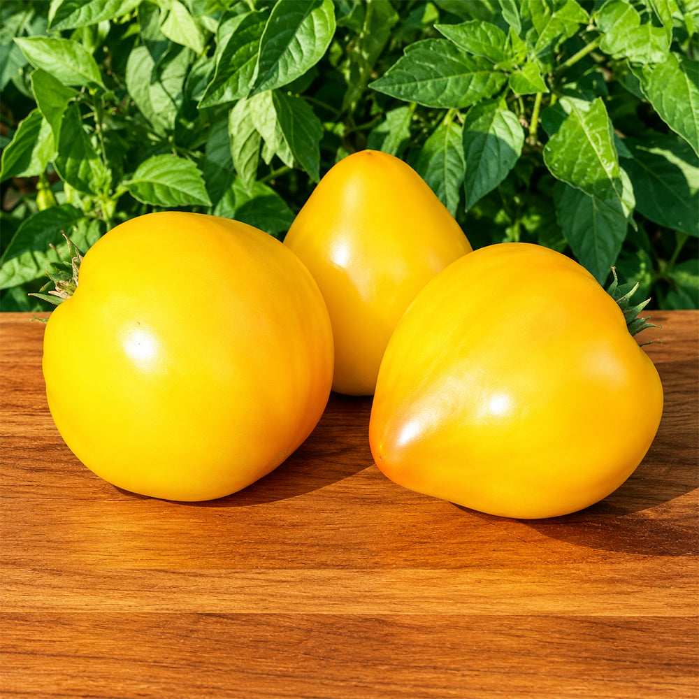 343 Midnight Sun Tomato