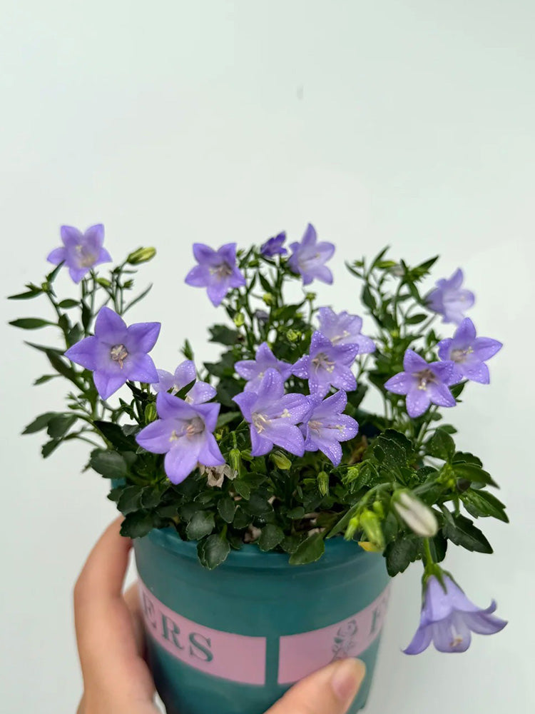 Tufted Bellflower