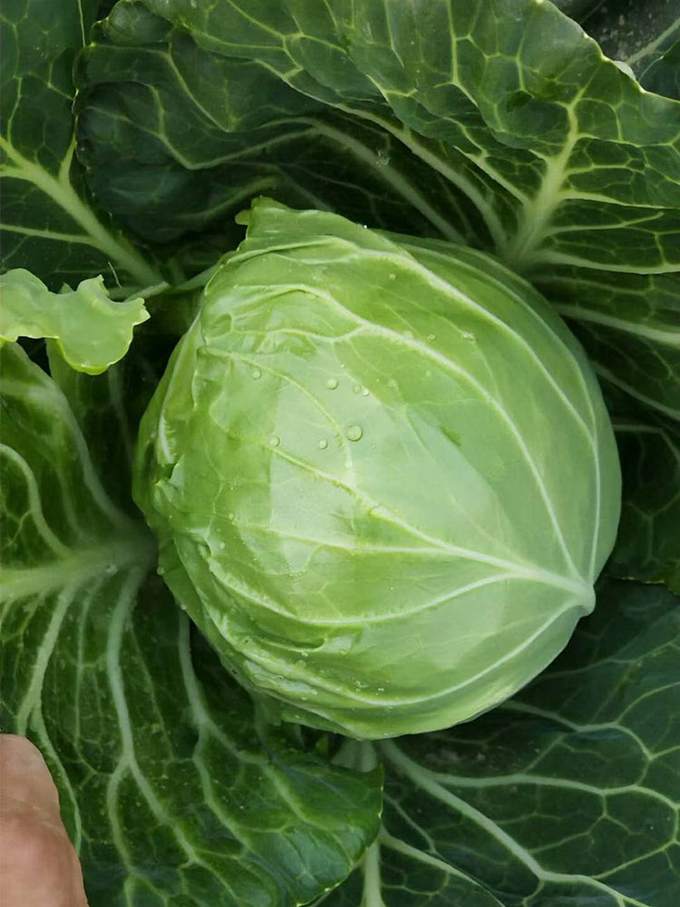 'Xingyou' Fruit Cabbage