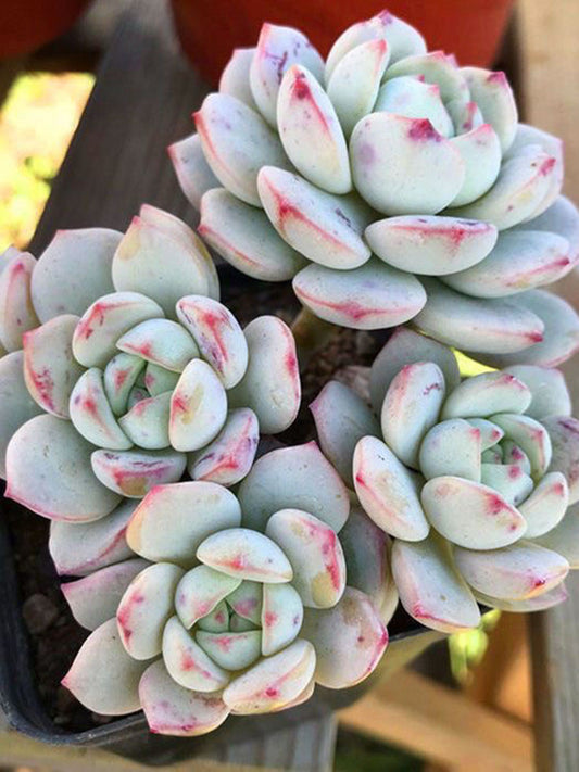 Echeveria Crassula Var 4.0