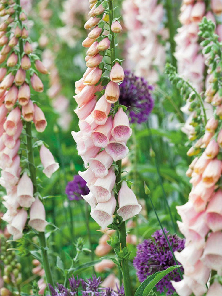 Pink Foxglove