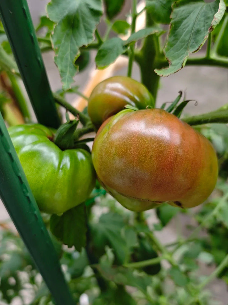Cherokee Purple Tomato