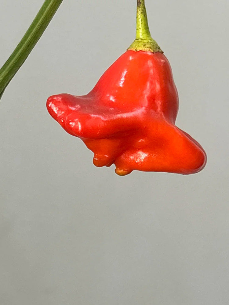 Bishop's Hat Pepper