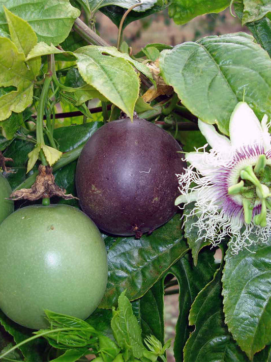 Mixed Purple & Yellow Passion Fruit