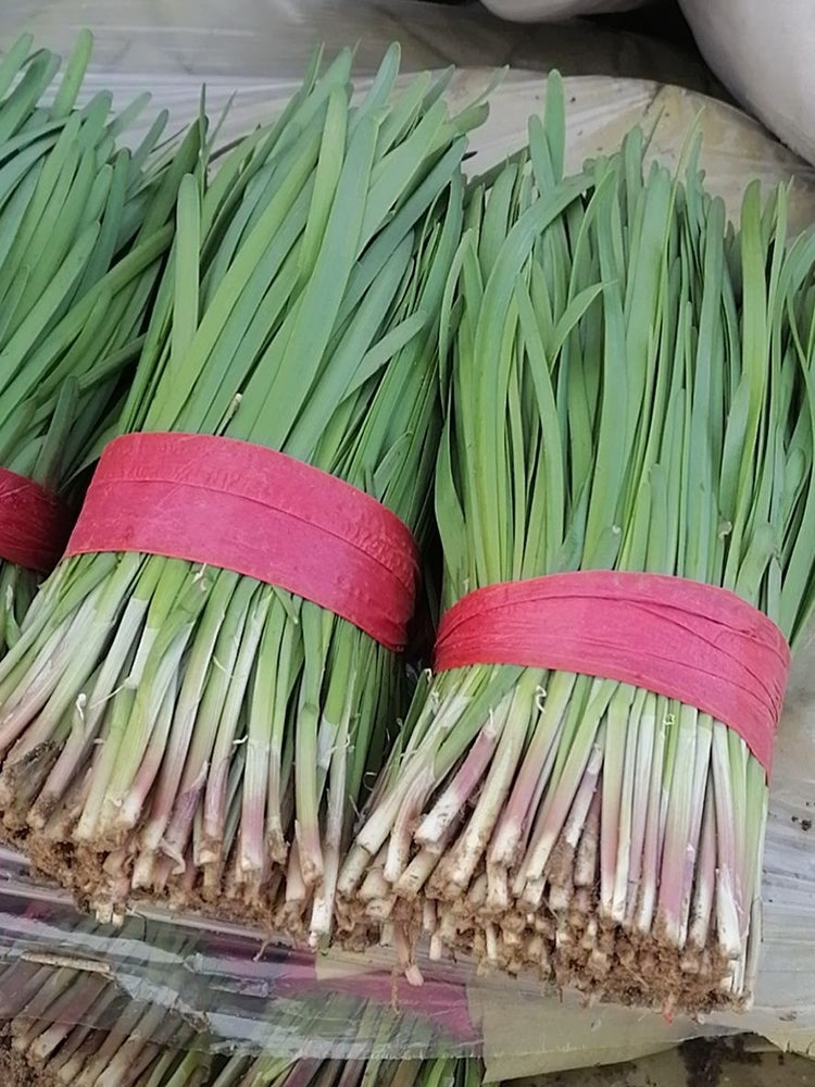 Dugen Red Chinese Chives