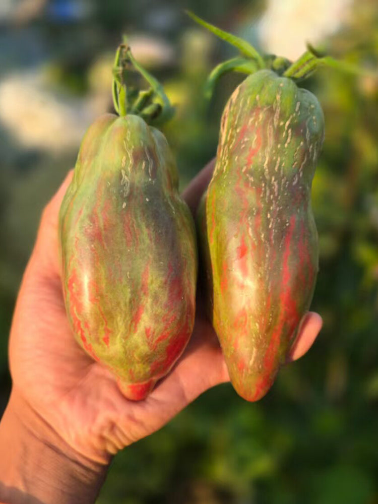 937 Black Tulip Tomato