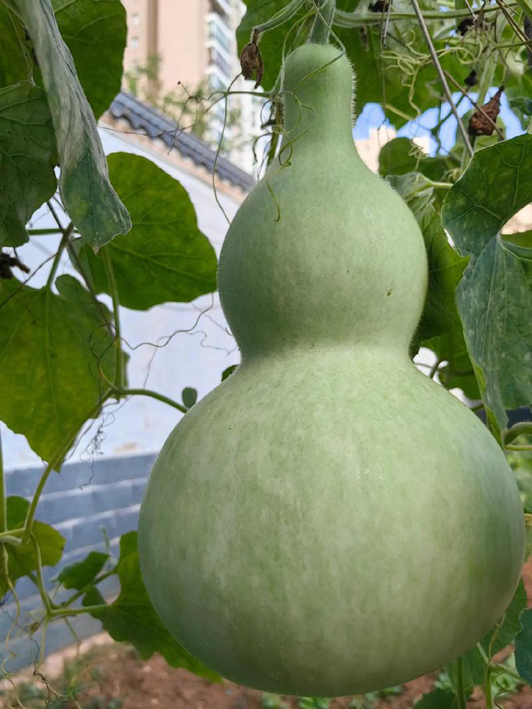 Extra-Large Bottle Gourd
