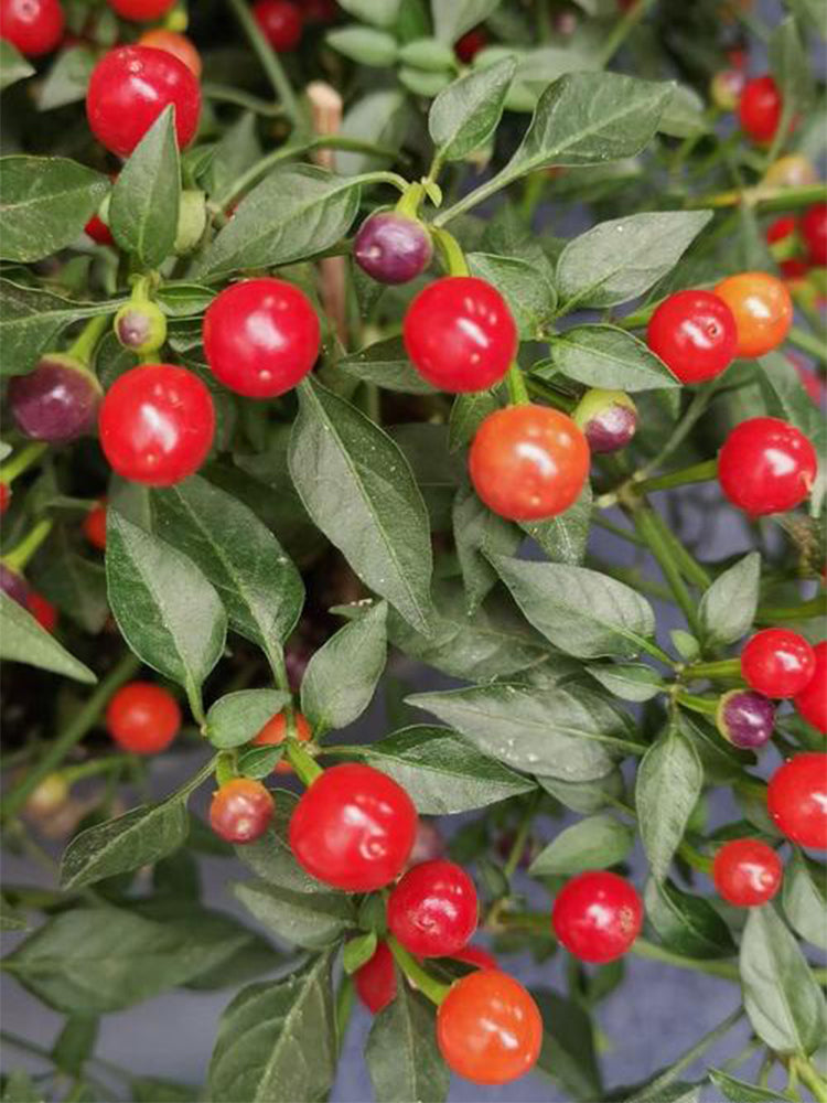 Pearl Multicolor Pepper (Capsicum annuum)