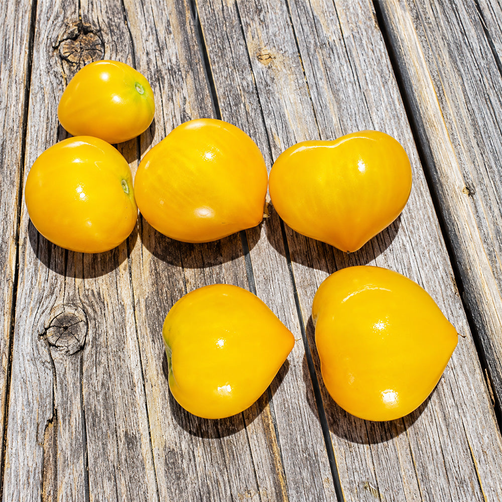 509 Big Cheef Stripes Yellow Tomato