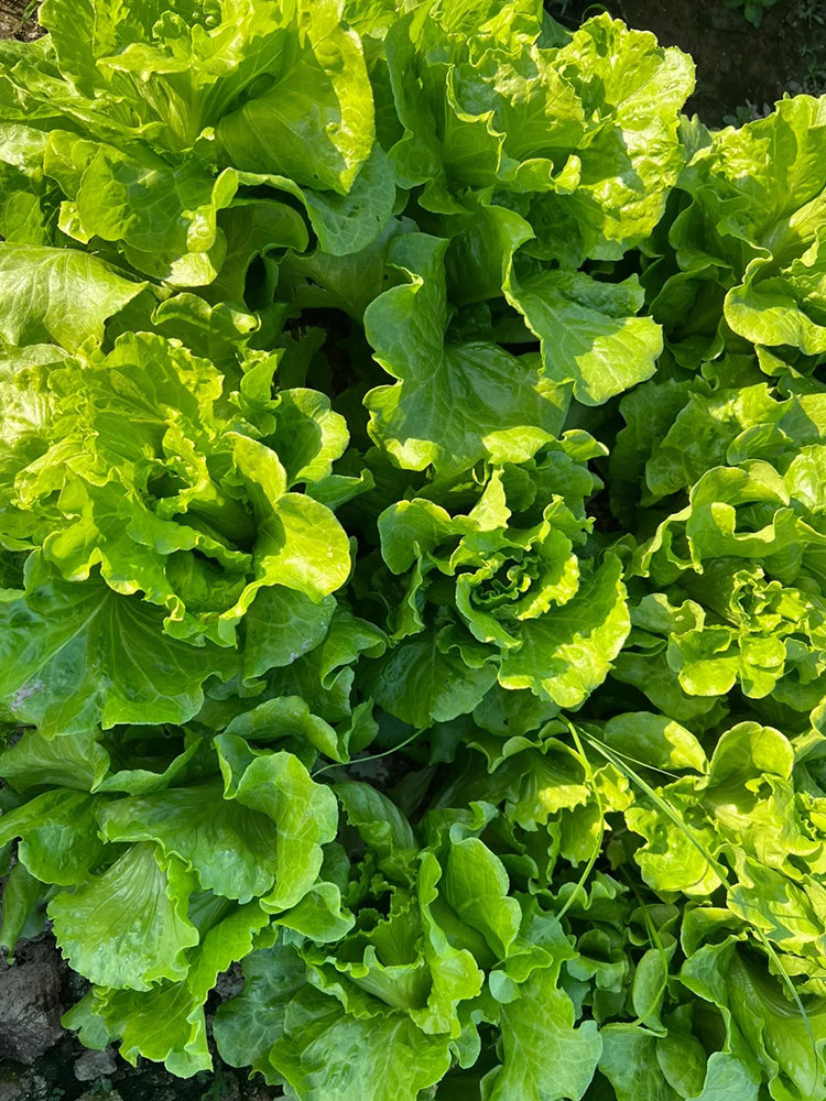 Italian Slow-Bolt Lettuce