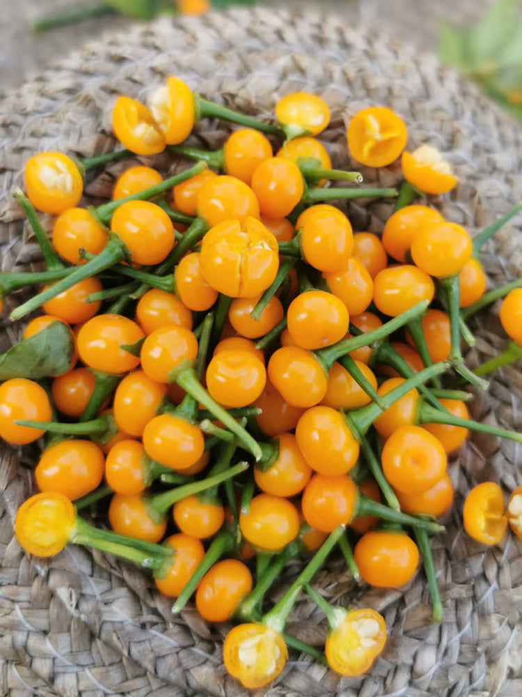 Aji Charapita
