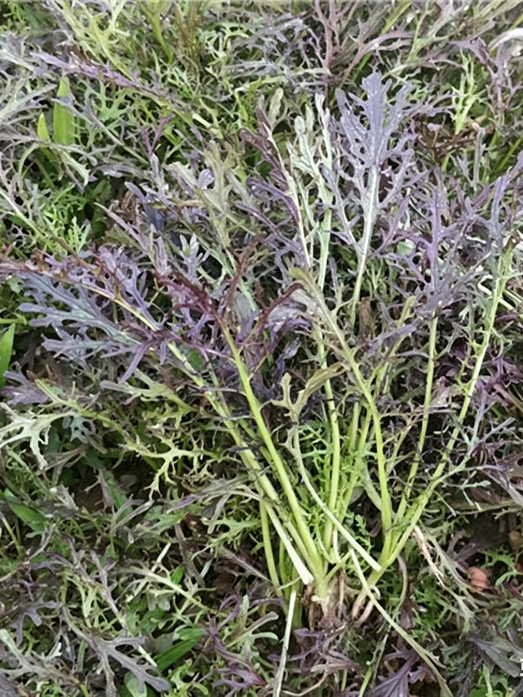 Fine-Leaf Purple Mustard