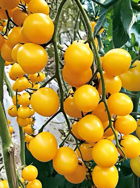 Charlotte F1 Tomato