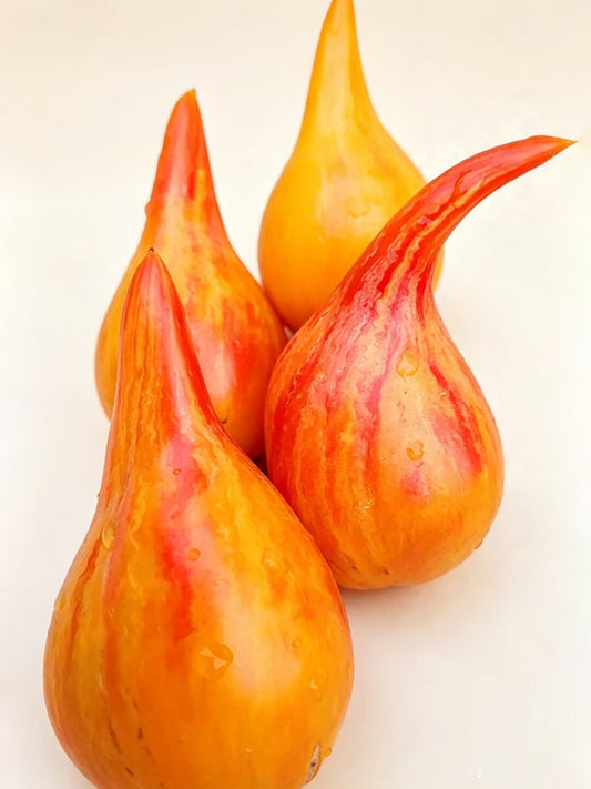 1095 Light of Baltic Tomato