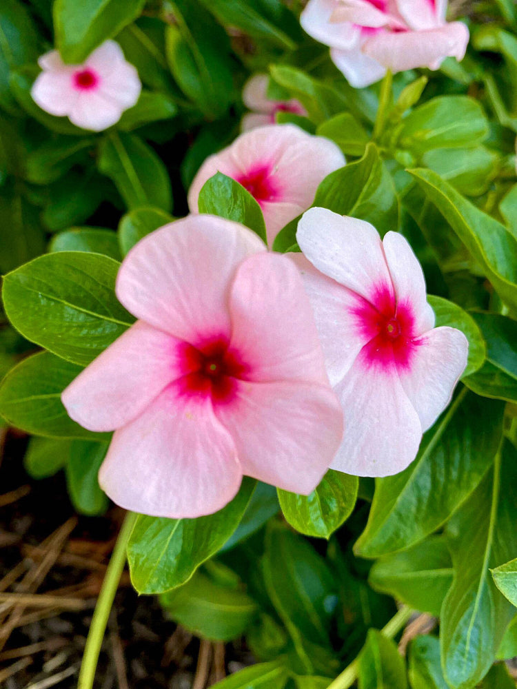 Pink Madagascar Periwinkle (Catharanthus roseus)