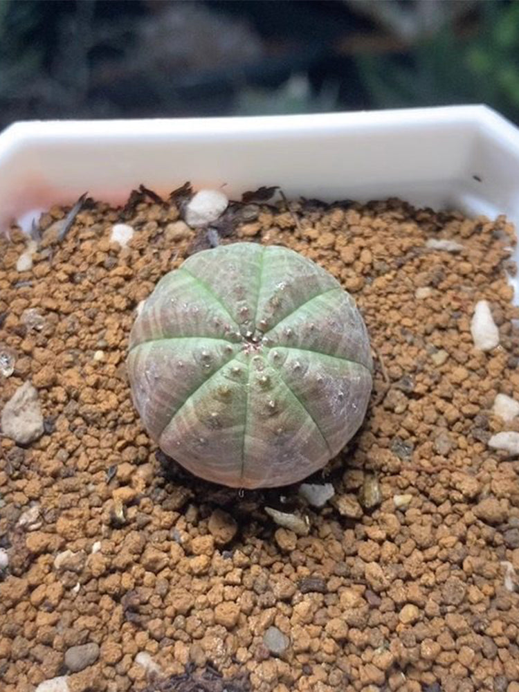 Euphorbia obesa 'Baseball' Live Succulent