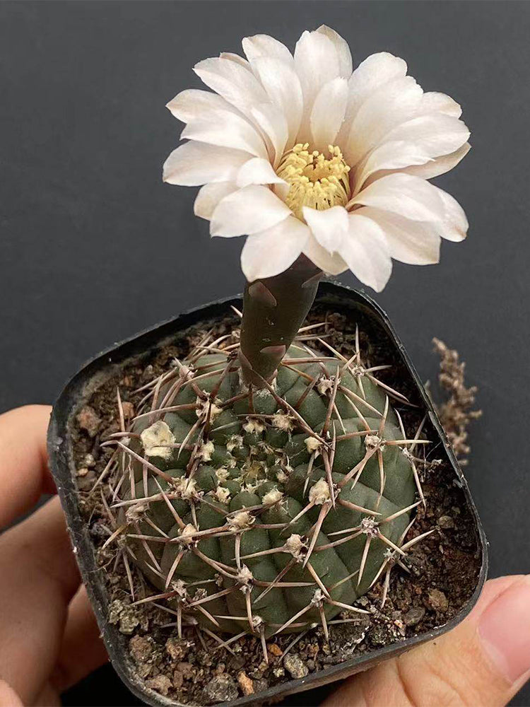 Gymnocalycium quehlianum