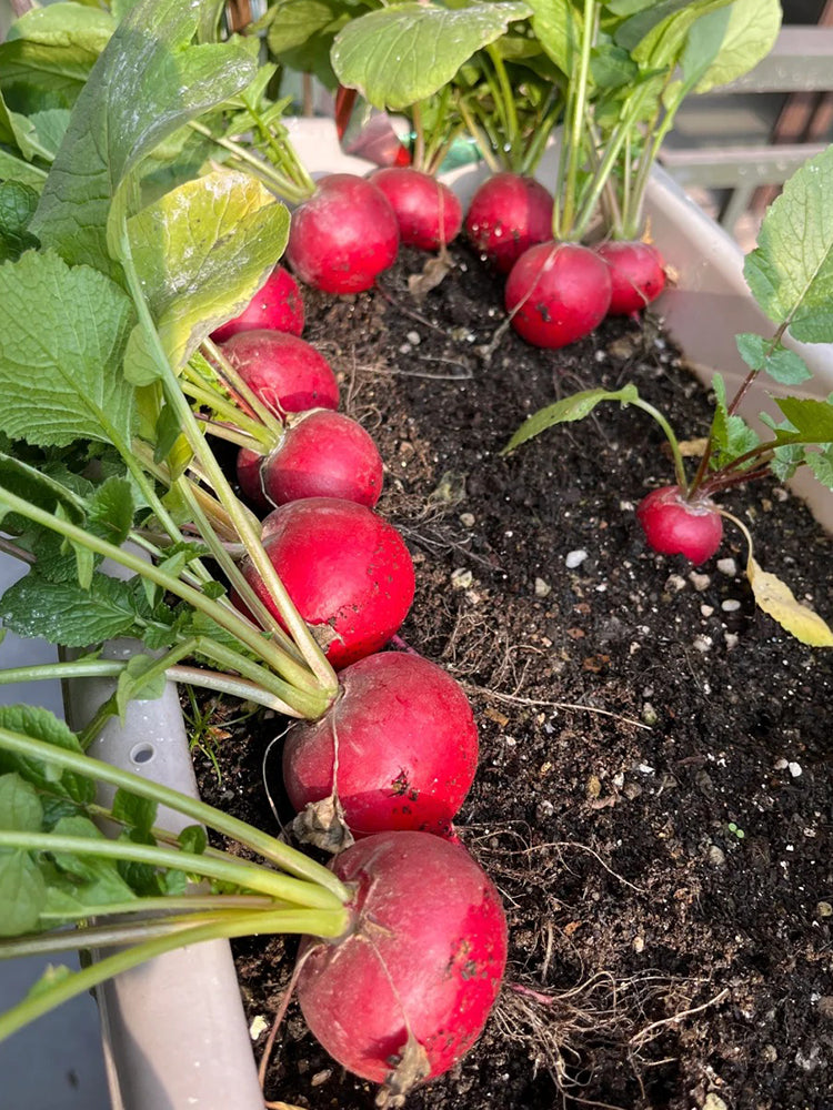 Meiying Cherry Radish