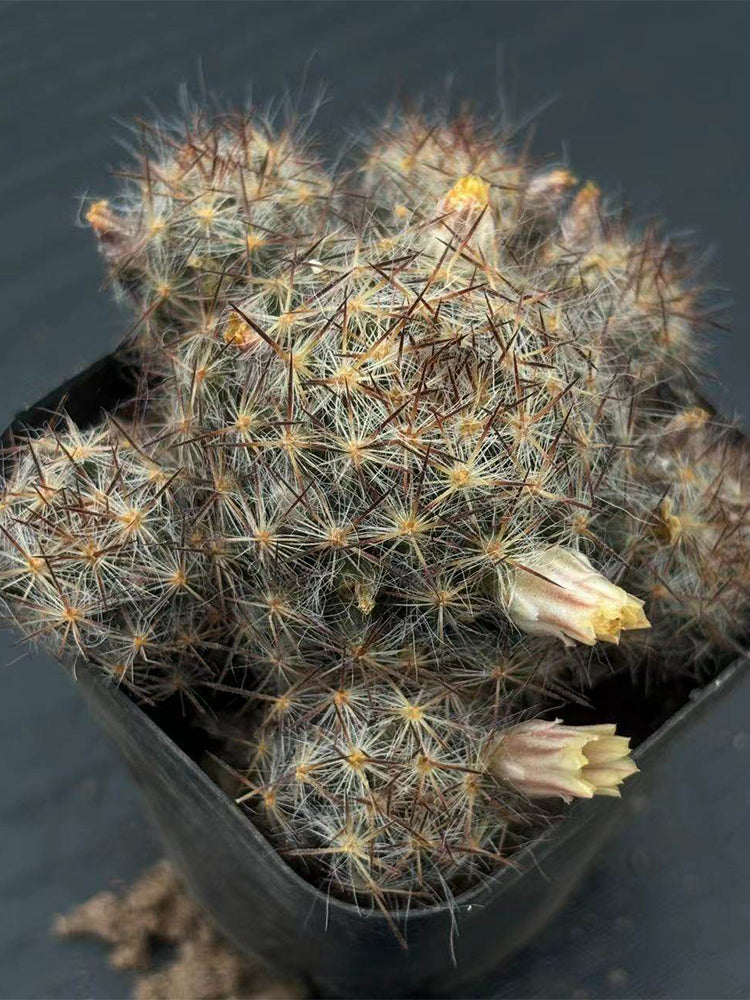 Mammillaria prolifera