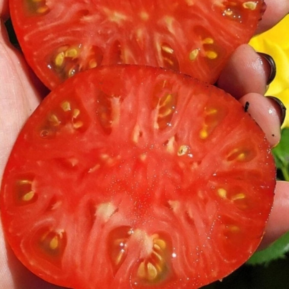 815 Dwarf Indigo Queen F4 Tomato