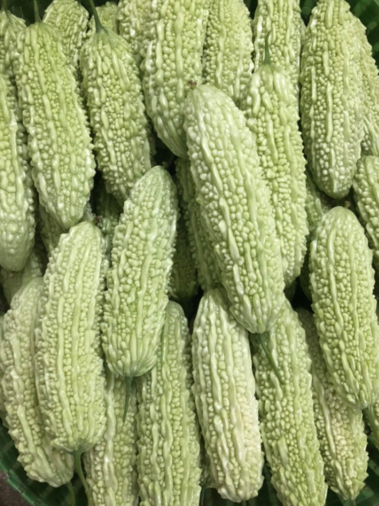 Jiemei 15 Bitter Gourd