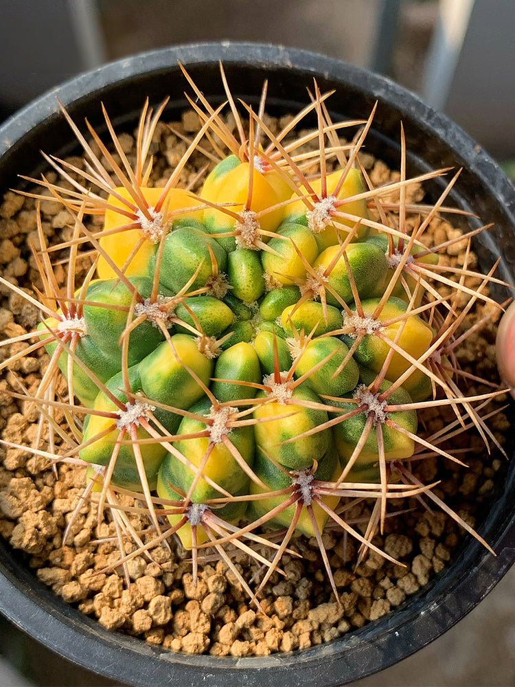 Variegated Gymnocalycium baldianum