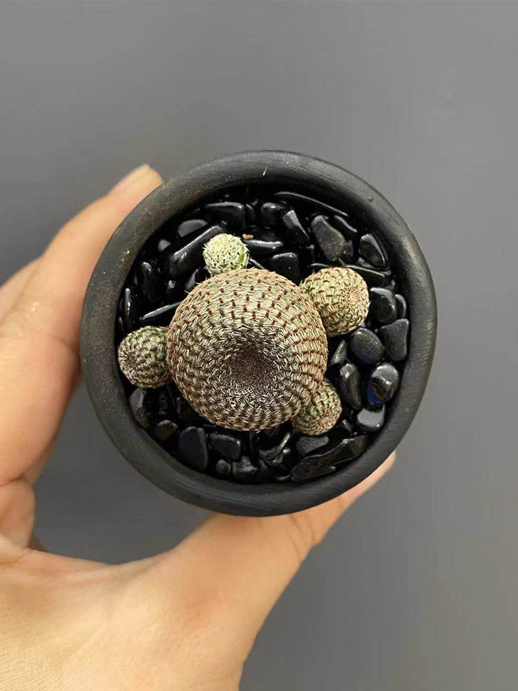 Rebutia heliosa