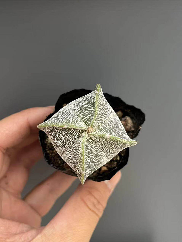 Astrophytum myriostigma quadricostatum