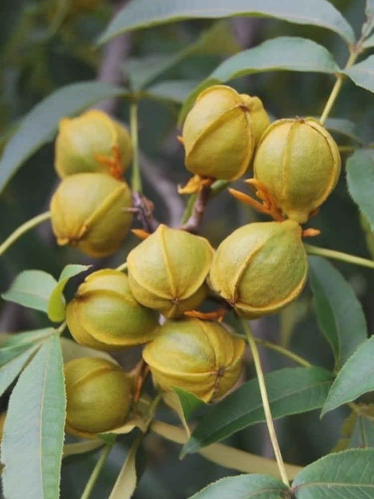 Mountain Walnut