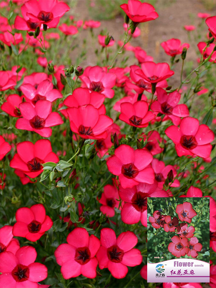 Hezhichun Scarlet Flax