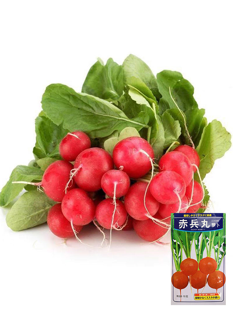 Akahimaru Radish
