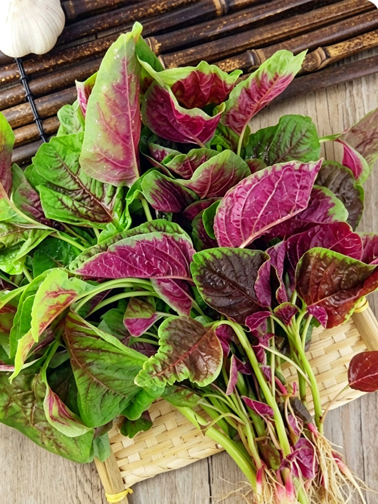 Large Round Leaf Red Amaranth