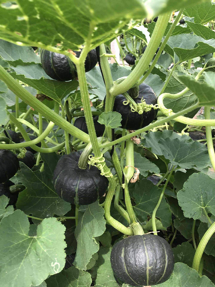 Moxiang BeiBei Pumpkin