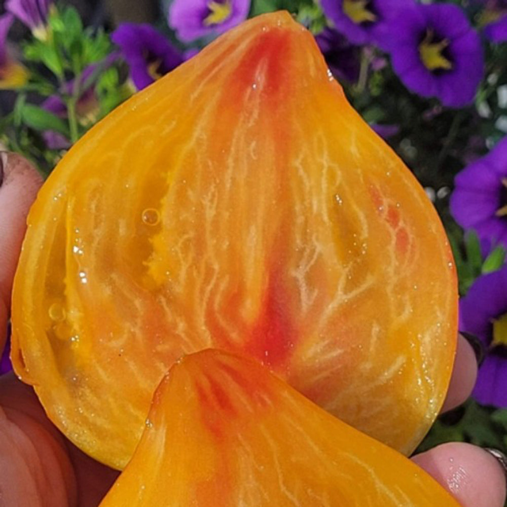 758 Pineapple Strawberry F2 Tomato