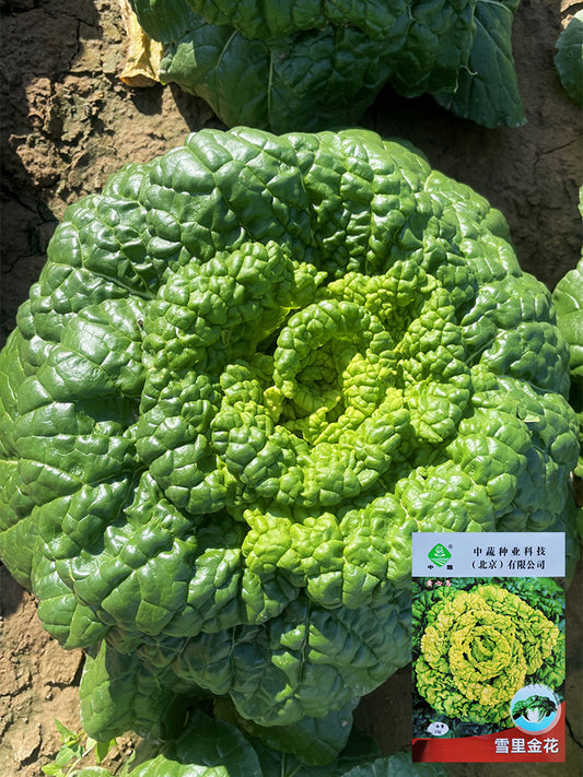 Yellow-Heart Wuta Cai