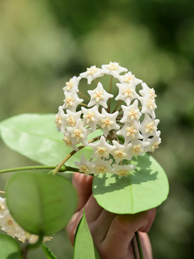 Hoya carnosa 'White Phoenix' Unrooted Stem Cuttings