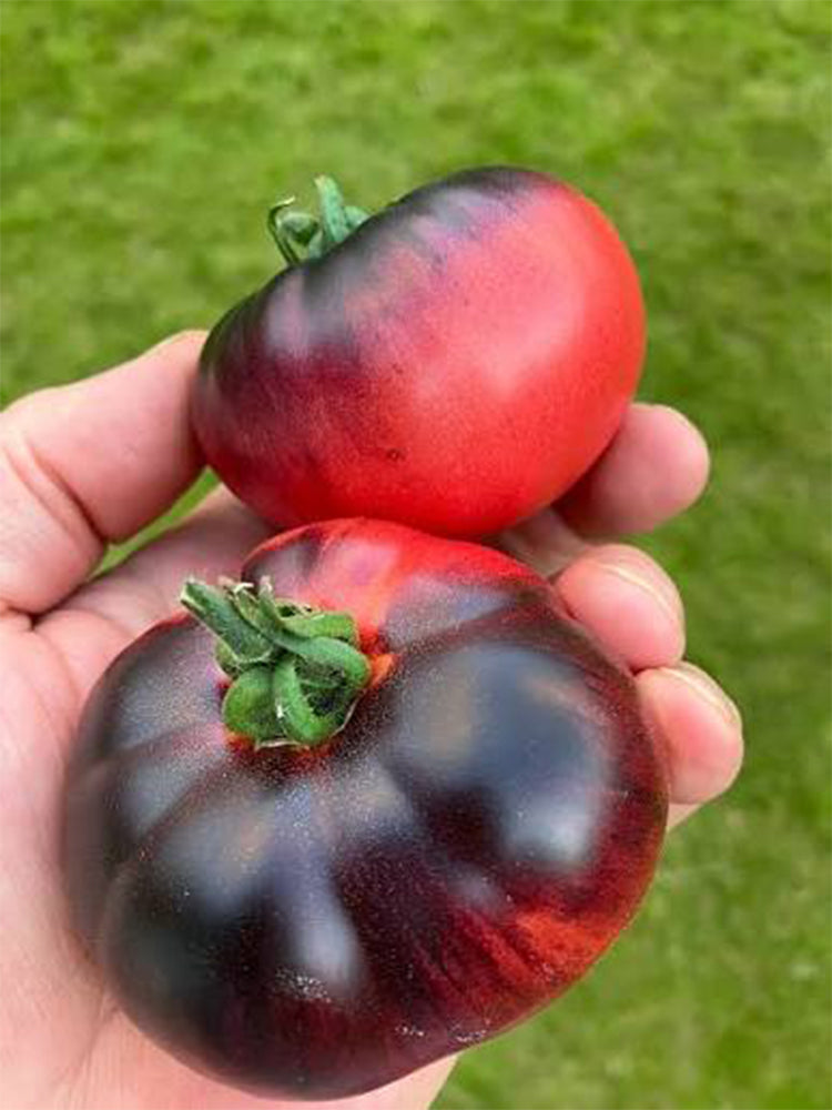'Indigo Blue Beauty' Tomato