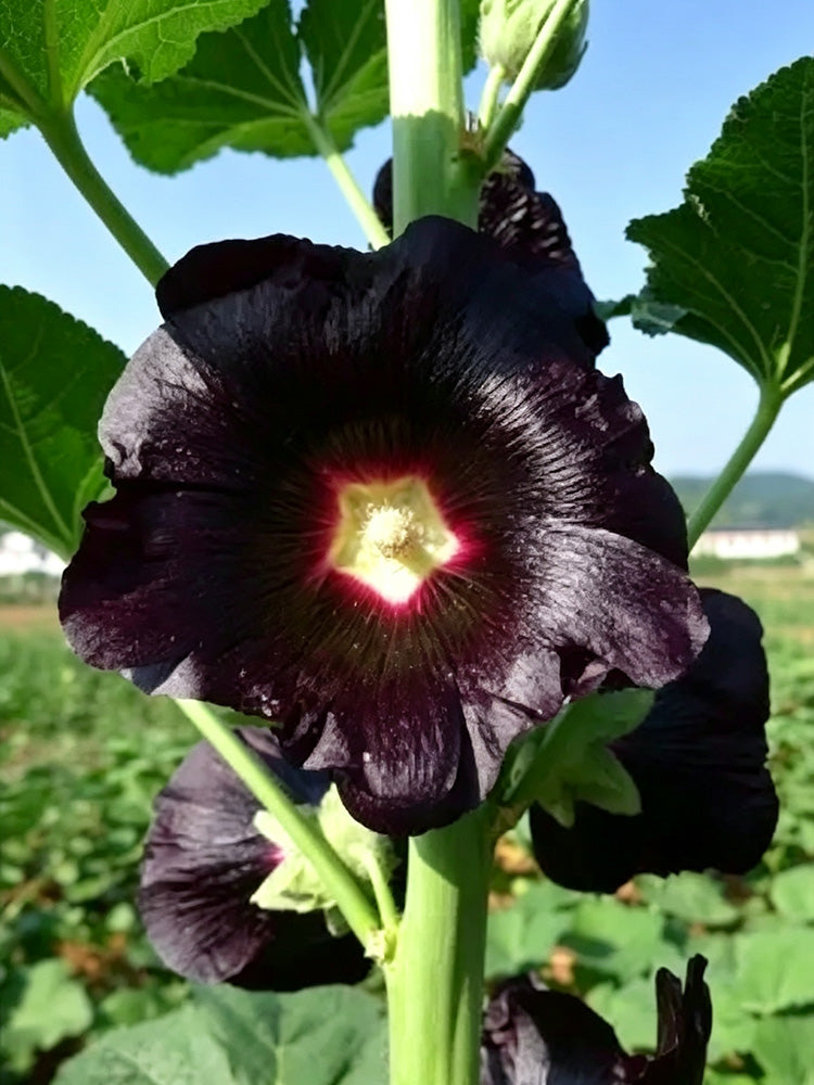 Single Midnight Black Hollyhock
