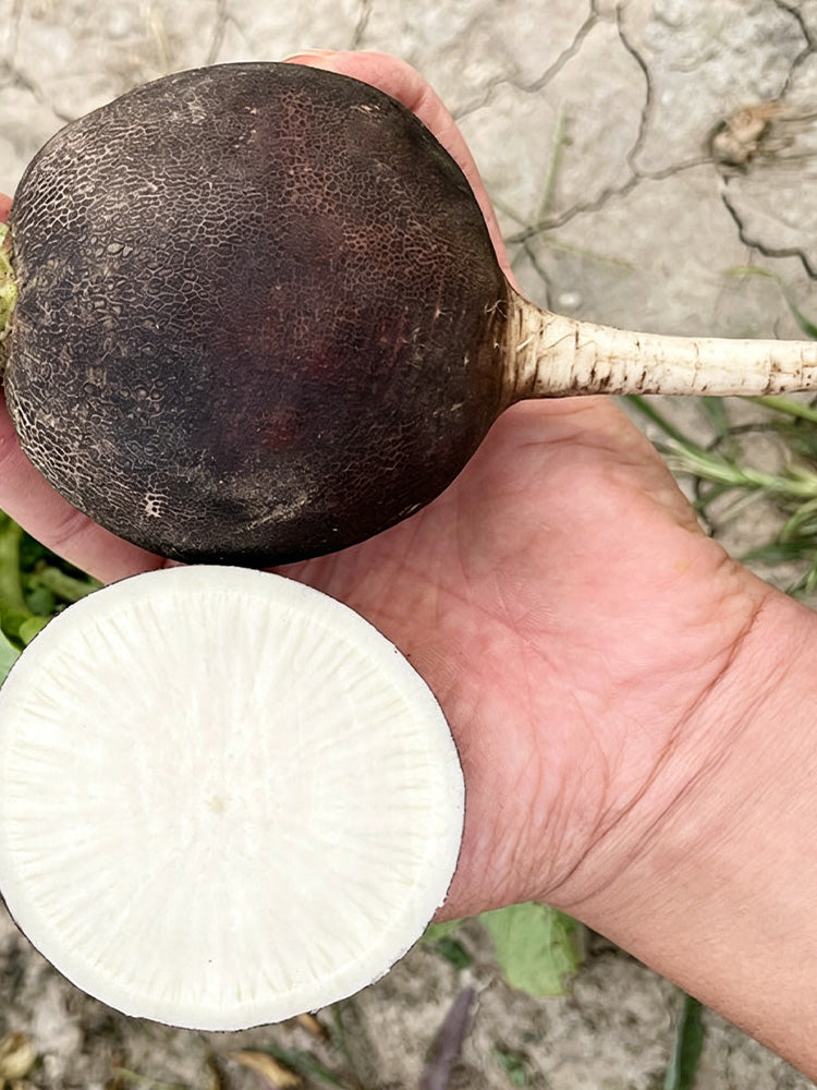 Black Skin Cherry Radish