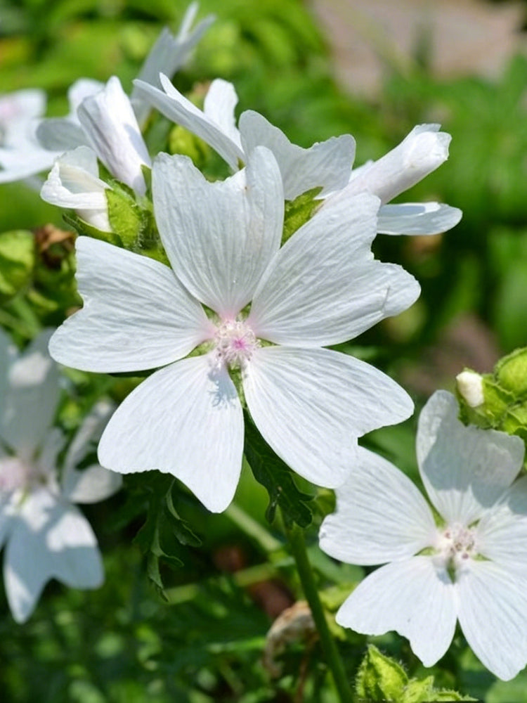 White Flowered Mallow