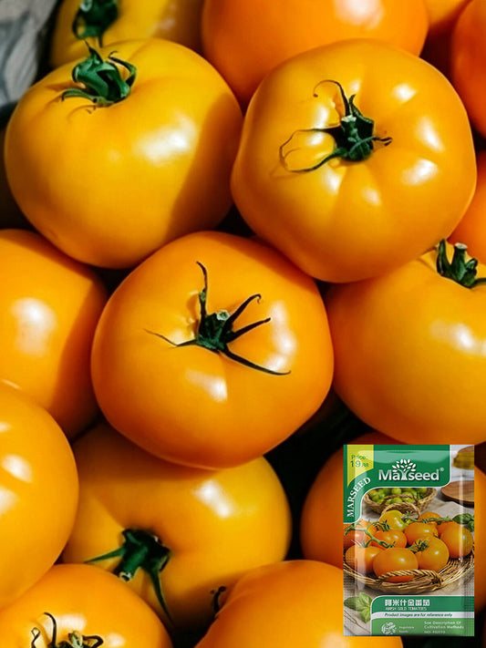 Amish Gold Tomato