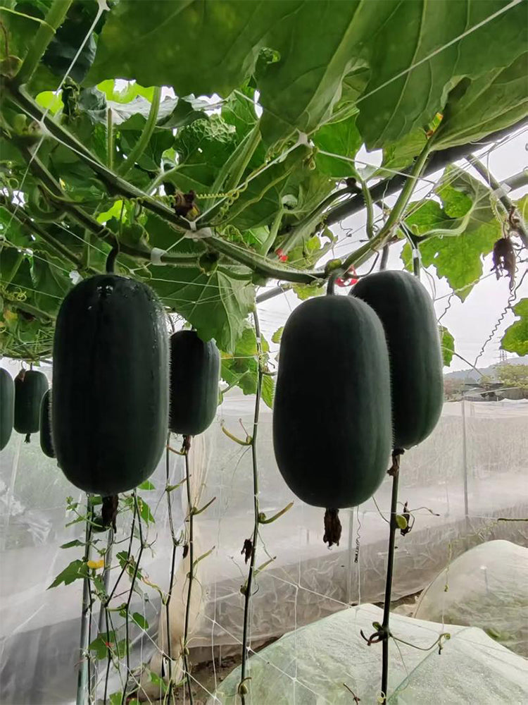 'Xiaoyou' Small Wax Gourd